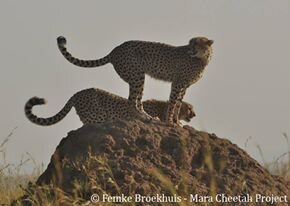 Away from the office and kiss the wild! Belt Africa Safaris takes you on a ride around the wildlife and breath taking sites! contact info@beltafricasafaris.com