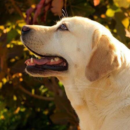 amalthea_'s profile picture. Labrador Retriever Amalthea Nais F.C.I. 37/06