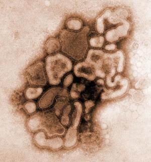 Tout ce qui se dit sur la grippe H1N1
