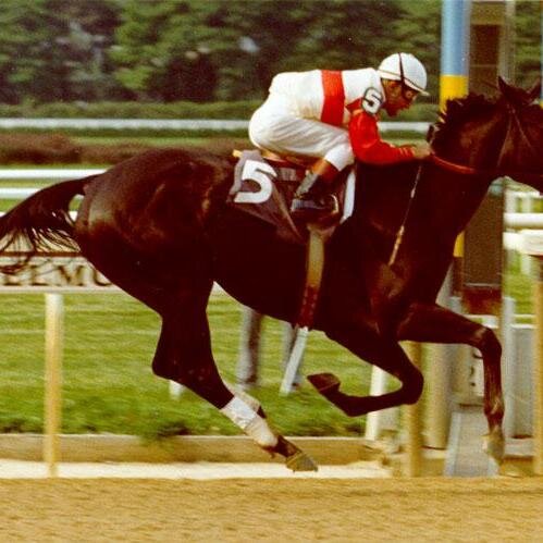 Horse Racing Specialist