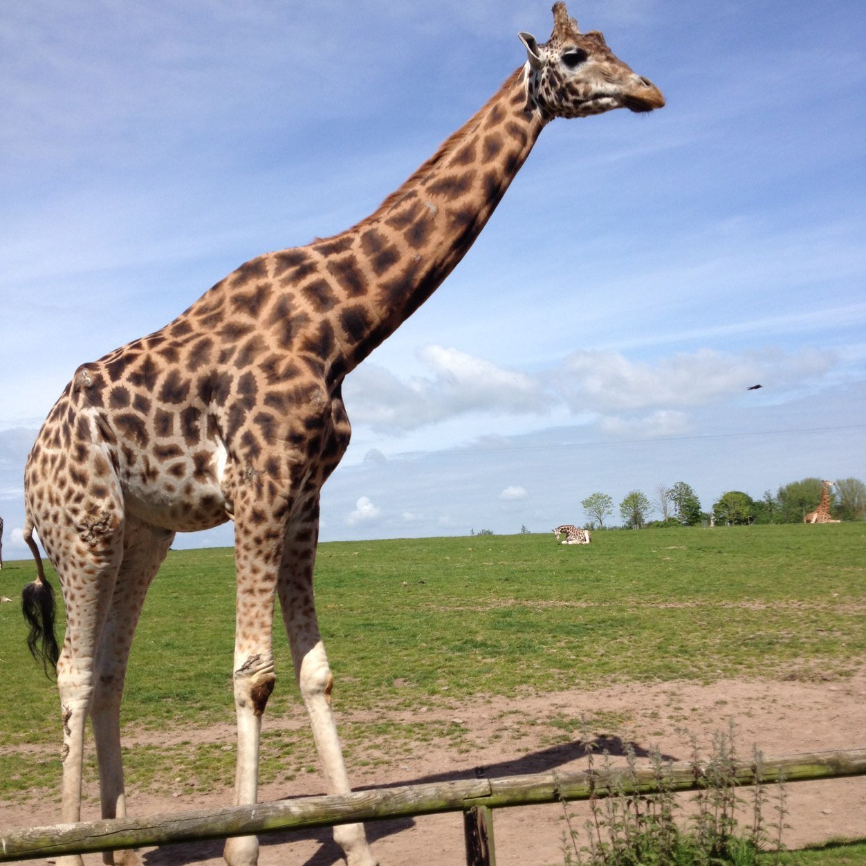 johnlillis10's profile picture. 2014 ail 2b champ. Nenagh rfc abu