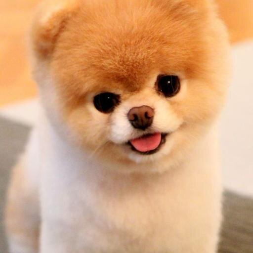 #1 source of adorable boo pictures! guarantee you'll love them and fall in love.