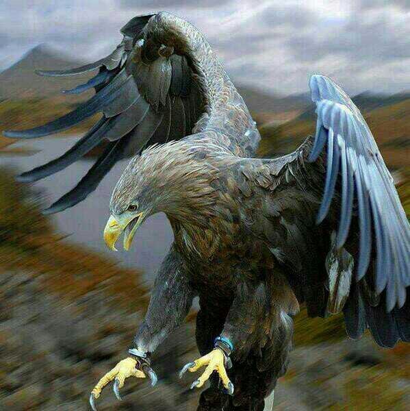 ‏والله ماطخ راس واني ابن العراق