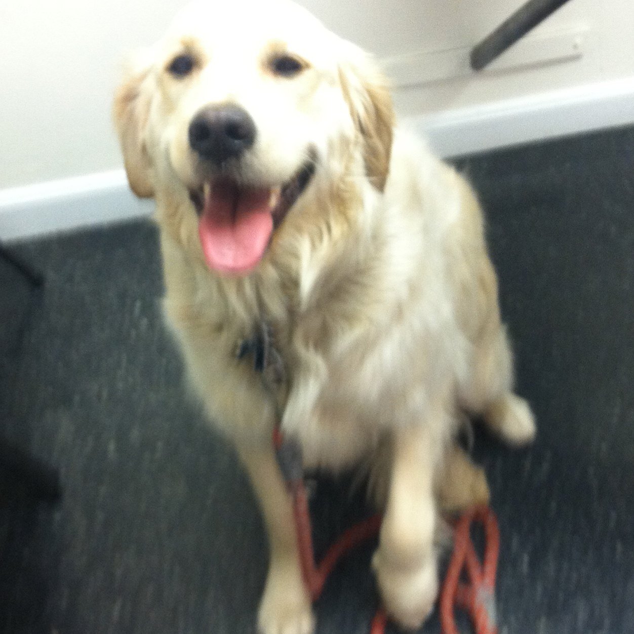 TroAptroy's profile picture. 