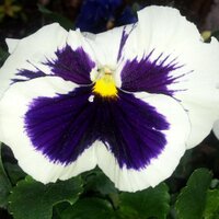 Susan Isiko Strba (@isikos) Twitter profile photo