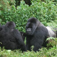 Rwanda Eco Company and Safaris(@TraveltoRwanda) 's Twitter Profile Photo