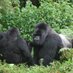 Rwanda Eco Company and Safaris (@traveltorwanda) Twitter profile photo Rwanda Eco Company and Safaris (@traveltorwanda) Twitter profile photo