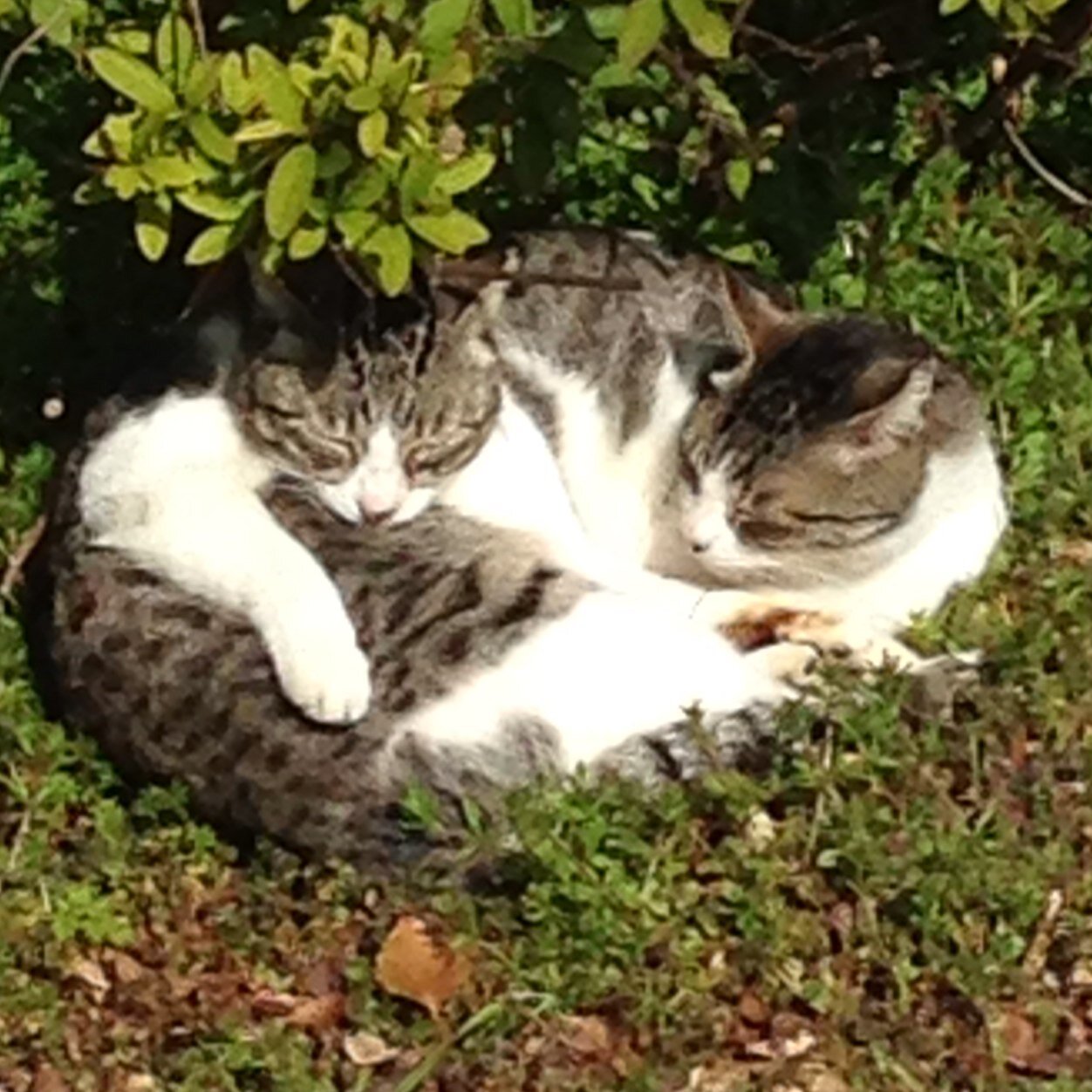 Fuko_kyudo's profile picture. 池附の弓道部についてつぶやきます。弓道関係者フォロー大歓迎！！お気軽にフォローして下さい。中の人も頑張ります。➳⊚⃝