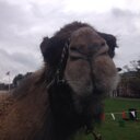 Eliza Barrett-Cotter - @emcbc20 - Twitter