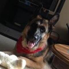 KokaKohla's profile picture. Lover of dogs, especially my German Shepherds. Worked for Government of Canada home & abroad. Participate in Animal Rescue groups, and NS Lost Dogs. Irish/Metis