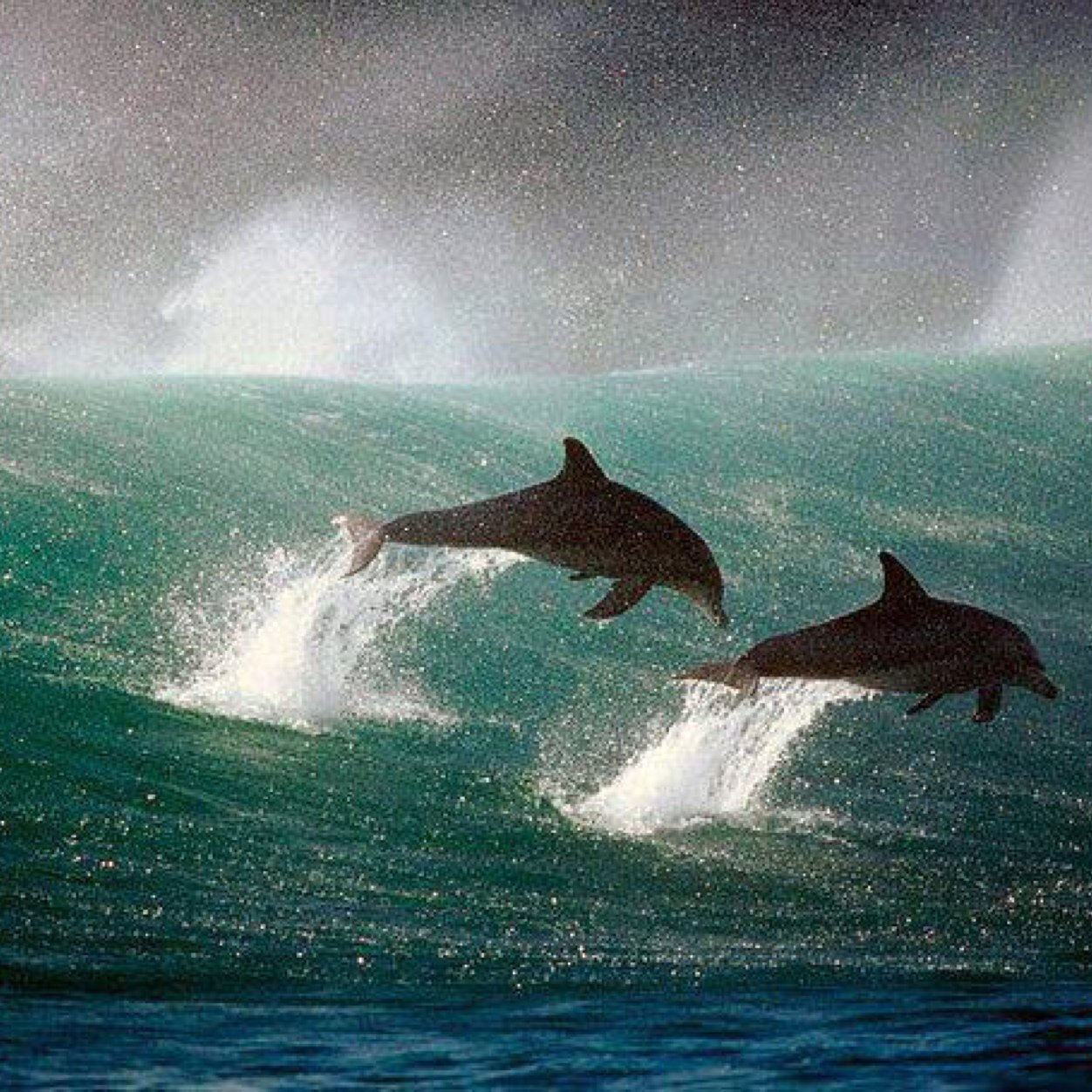 CharisseReeder's profile picture. hair, food, cooking and music is what I love