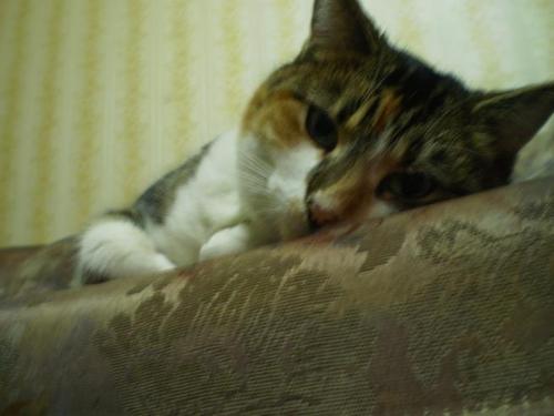 I'm a cat. Using Twitter. Figure it out for yourselves. My mummy, um, I mean the human that I own is @CJtheWriter