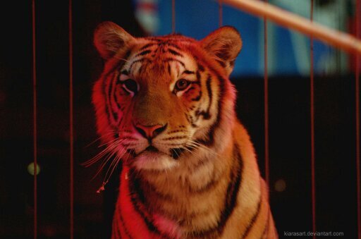 A tiger in a casino, a world dominated by zombies...This world is truly chaotic. {DetailedRP} {Dead Rising}