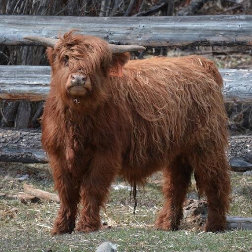 Raising pedigree highland cattle, kerry cattle, shetland sheep, heritage breeds of poultry in the wild Chilcotin, British Columbia, CANADA