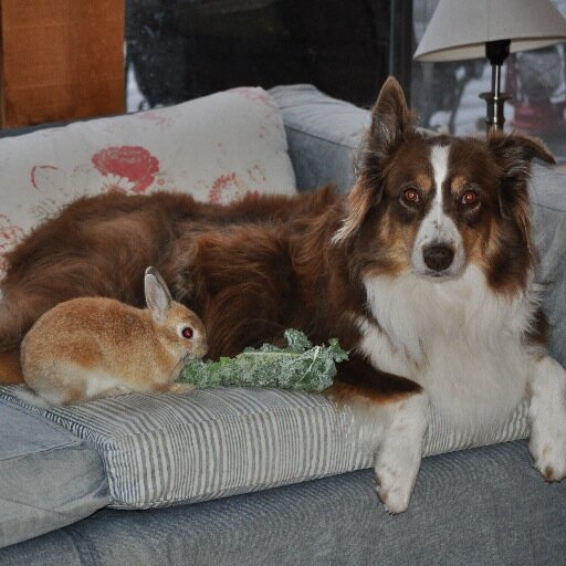 MamaMcCutch's profile picture. Mother, wife, sister, daughter, friend, hockey fan, curler, curling fan, coach and volunteer!