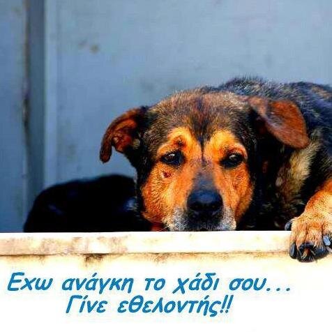 Ο Ζωοφιλικός σύλλογος Περάματος Ιδρύθηκε το 2000!
Είναι ένας σύλλογος μη κερδοσκοπικού χαρακτήρα. Η δράση του υποστηρίζεται ΑΠΟΚΛΕΙΣΤΙΚΑ από εθελοντές...