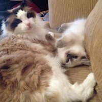 kathie hoehn (@kathiehoehn) 's Twitter Profile Photo