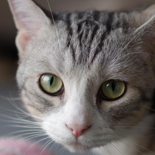 猫カフェで撮った写真を載せる感じで。
