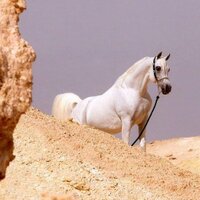 النبيل (@nabelko1) 's Twitter Profile