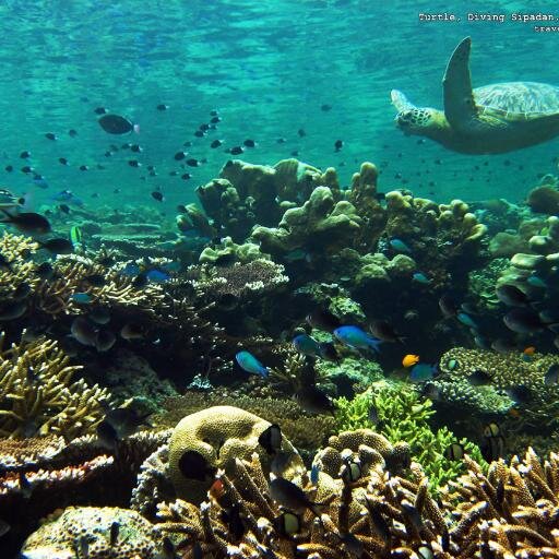 ClaudeBellaiche's profile picture. Great  gentleman caring funny appreciative and know what want in life.