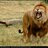Khaled_arf's profile image