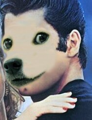 Shibiest doge that ever lived