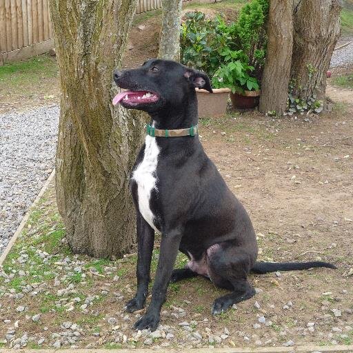 JoanneC294's profile picture. Long term Yankee candle addict & volunteer dog walker