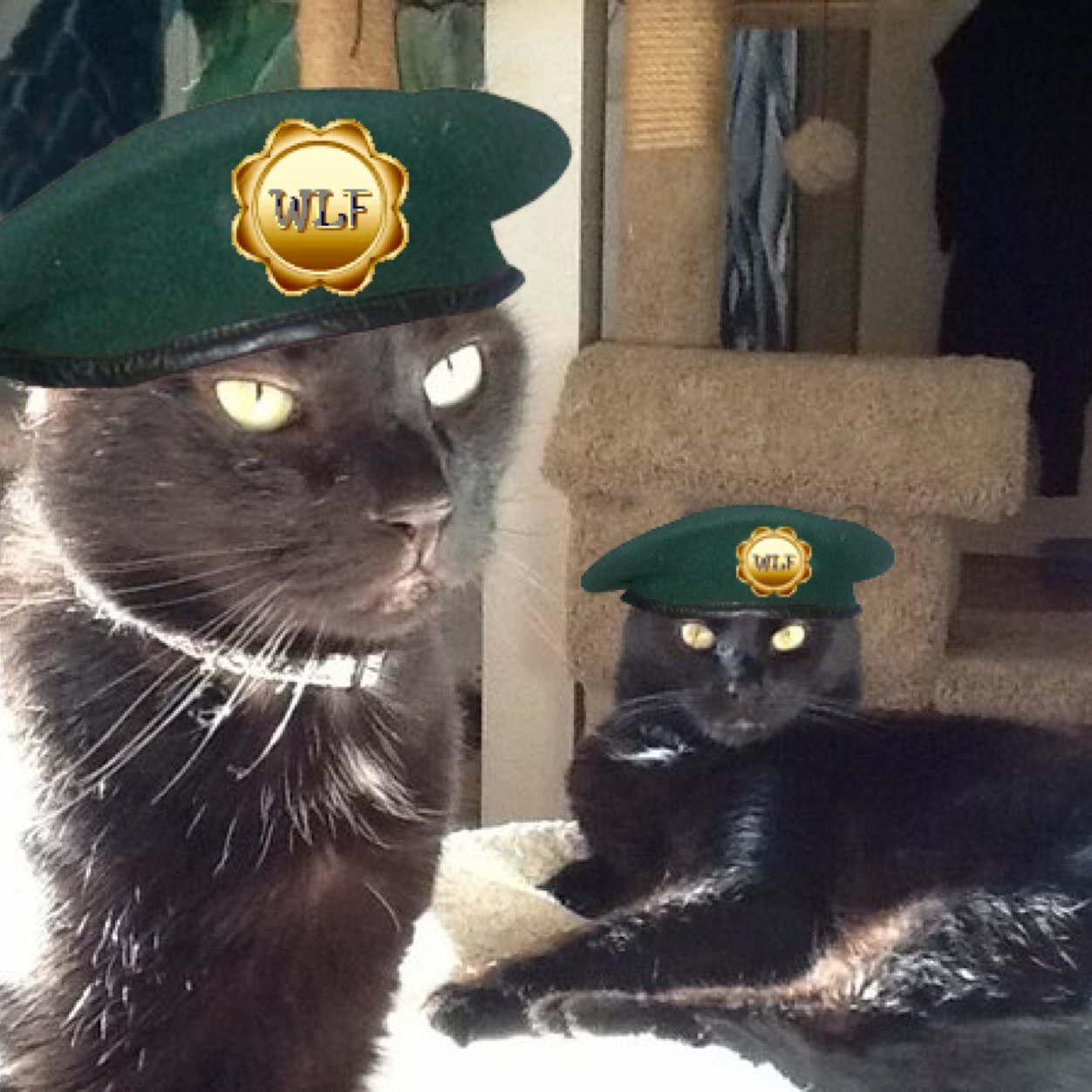 SirEatsTrouble's profile picture. Bonded panfurs. Mumstaff is @anibundel. Fursibs of @purrbotkitty. #panfurlife #panfurstrong. #wlfhandsomepanfurs, #wlf members
