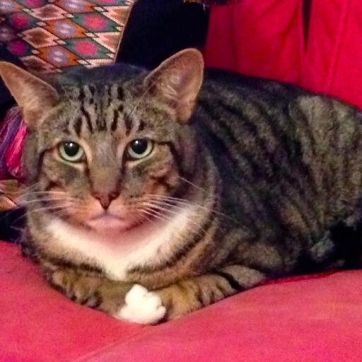 I'm a beautiful, friendly, talkative 8-yr-old tabby from Pimlico. I have been missing since April 30. Please tweet, retweet & follow to help me find my way home