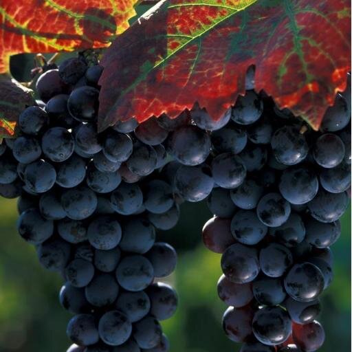 SagraVinoAtzara's profile picture. 