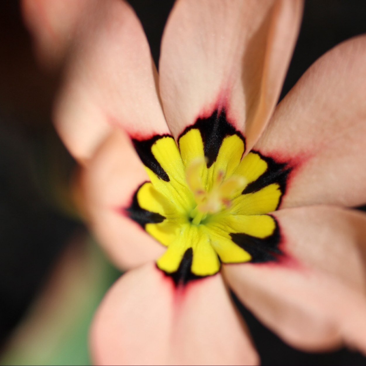 ChickenPetal's profile picture. 