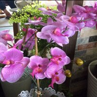 linda (@linfurby) 's Twitter Profile