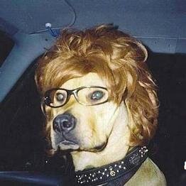 Soy Buddy, el perro de @23llull