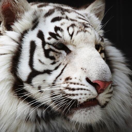 Navigatorspb's profile picture. 