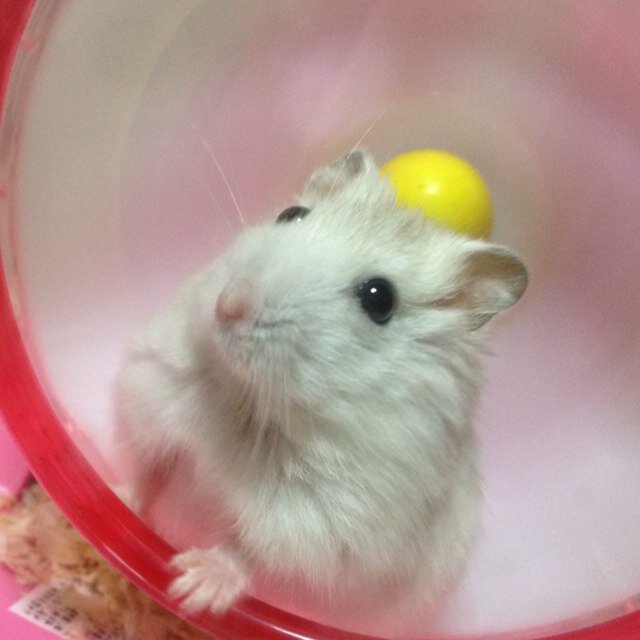 ホ