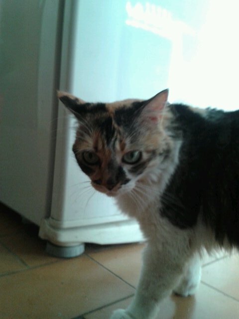 Ksala0304's profile picture. Amo a los animales.  Triste por el odio en que esta sumida nuestra bella Venezuela