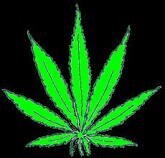 WEEDAAAH_'s profile picture. 16. Call of duty. Jugando en PS3 para @EON_CLUB ! ADD ME: MDNS-WEEDAAAH