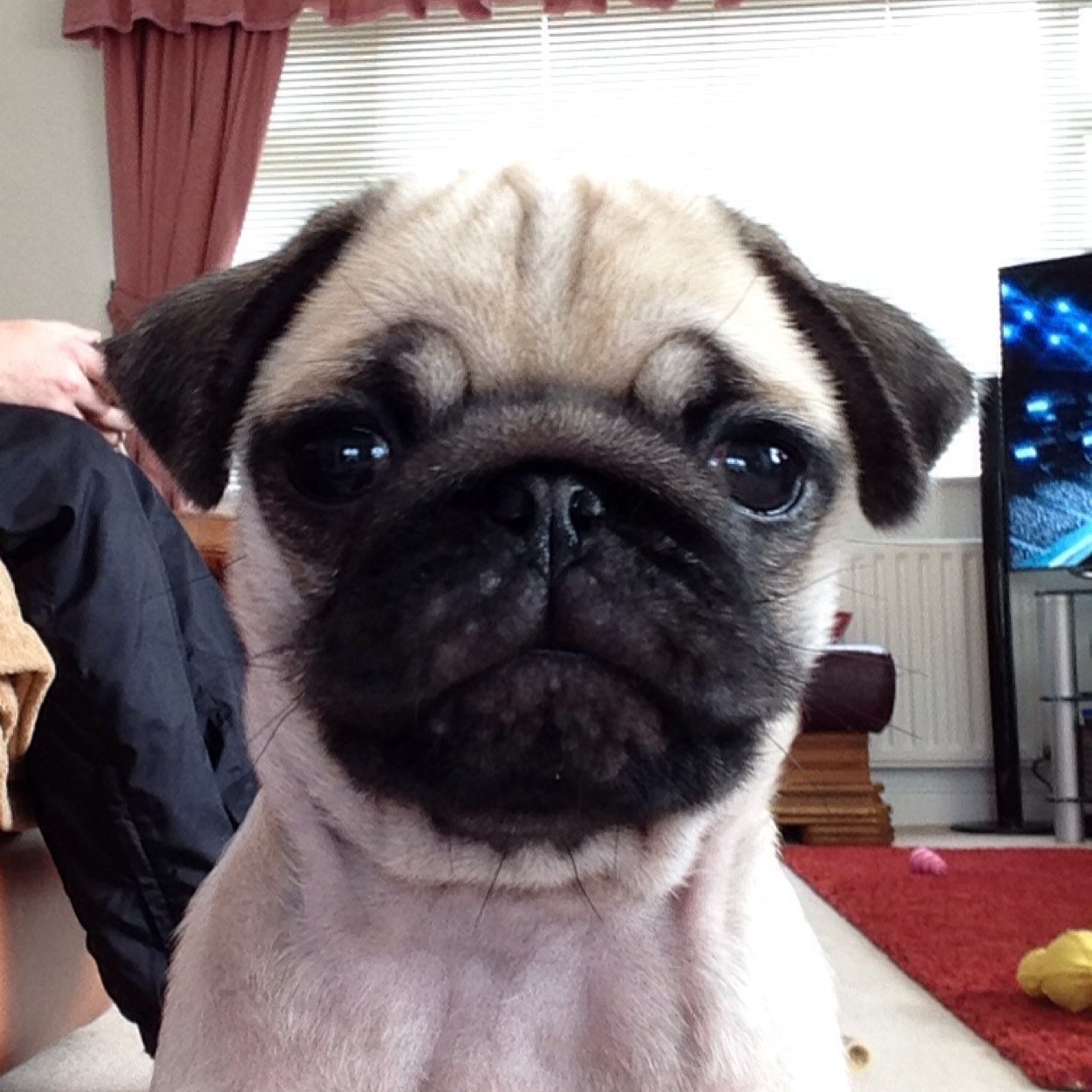 I am the most pampered puggie in the land! BOL