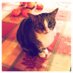 Colleen Bornmueller (@cborny) Twitter profile photo