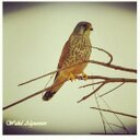 @ibrahim (@0808Ibrahim) Twitter