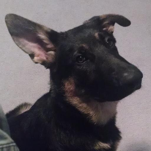 OSB_Andy's profile picture. 