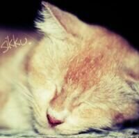 .* ^'''^*.
: /\ /\ : ○
* ┌─┐ *//
*...\_/.*//
SMILE GIRLS ~^^;')