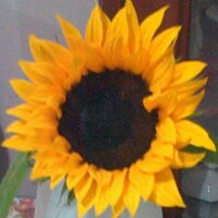 Andrea (@andrea_r_34492) 's Twitter Profile
