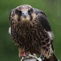 The Peregrine Chick (@mbperegrines) 's Twitter Profile Photo