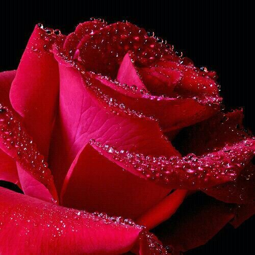 ‏‏‏‏‏‏الخاص ظياع ..وشياطين ..وعفاريت سسسسود...بقرون.....