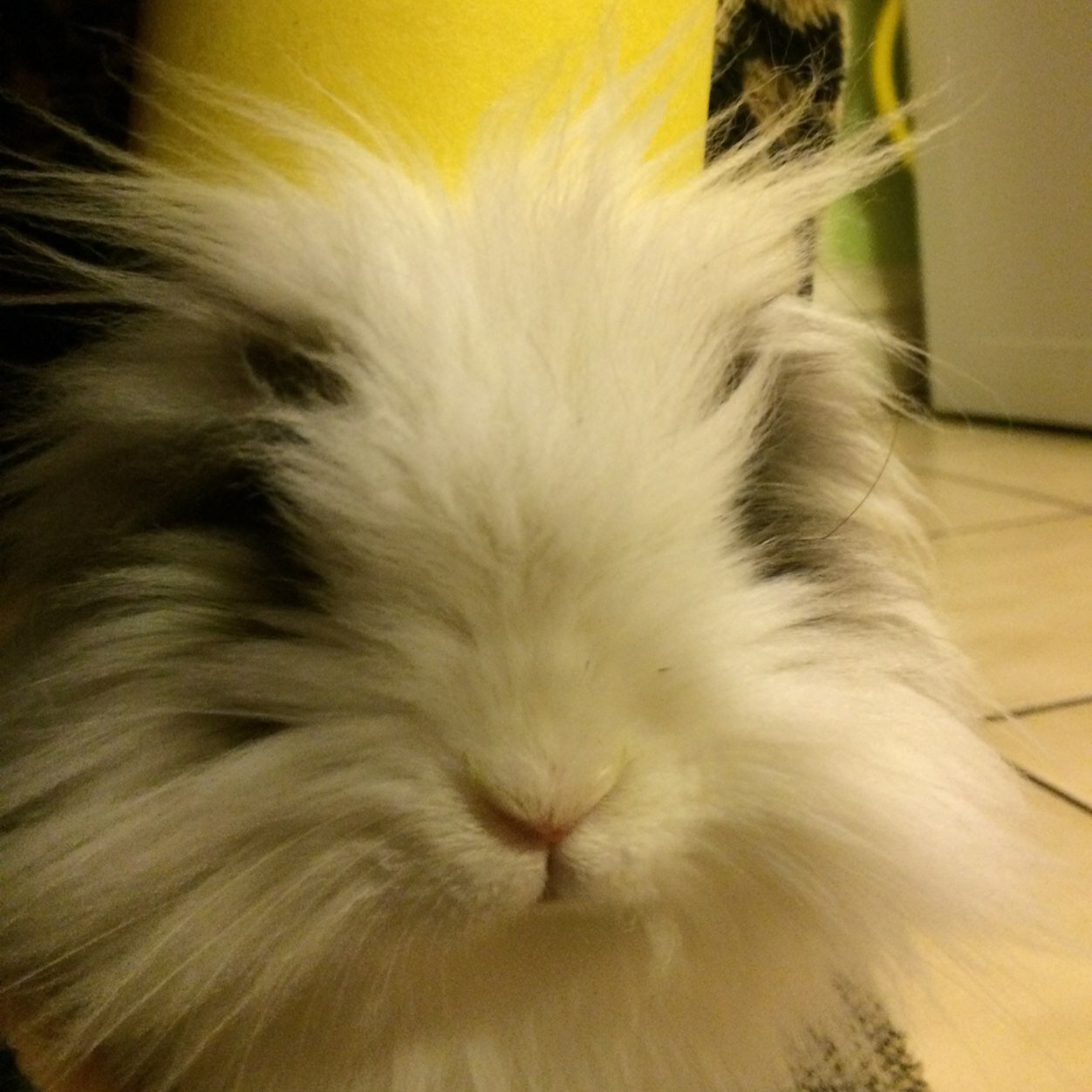 I am benji. Im not just any bunny, I'm a lionhead. Nom nom bana nom nom kale