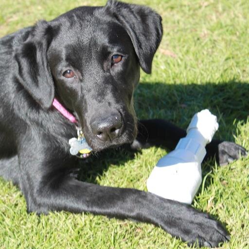 My name is Neah and I will soon help a blind person travel the world safely, but until then, follow me and join my adventures as a guide dog puppy in training!