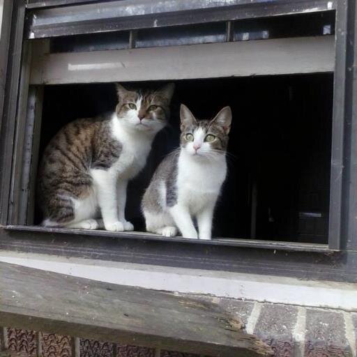 catweezil's profile picture. Animal advocate, cat rescuer, book reader.