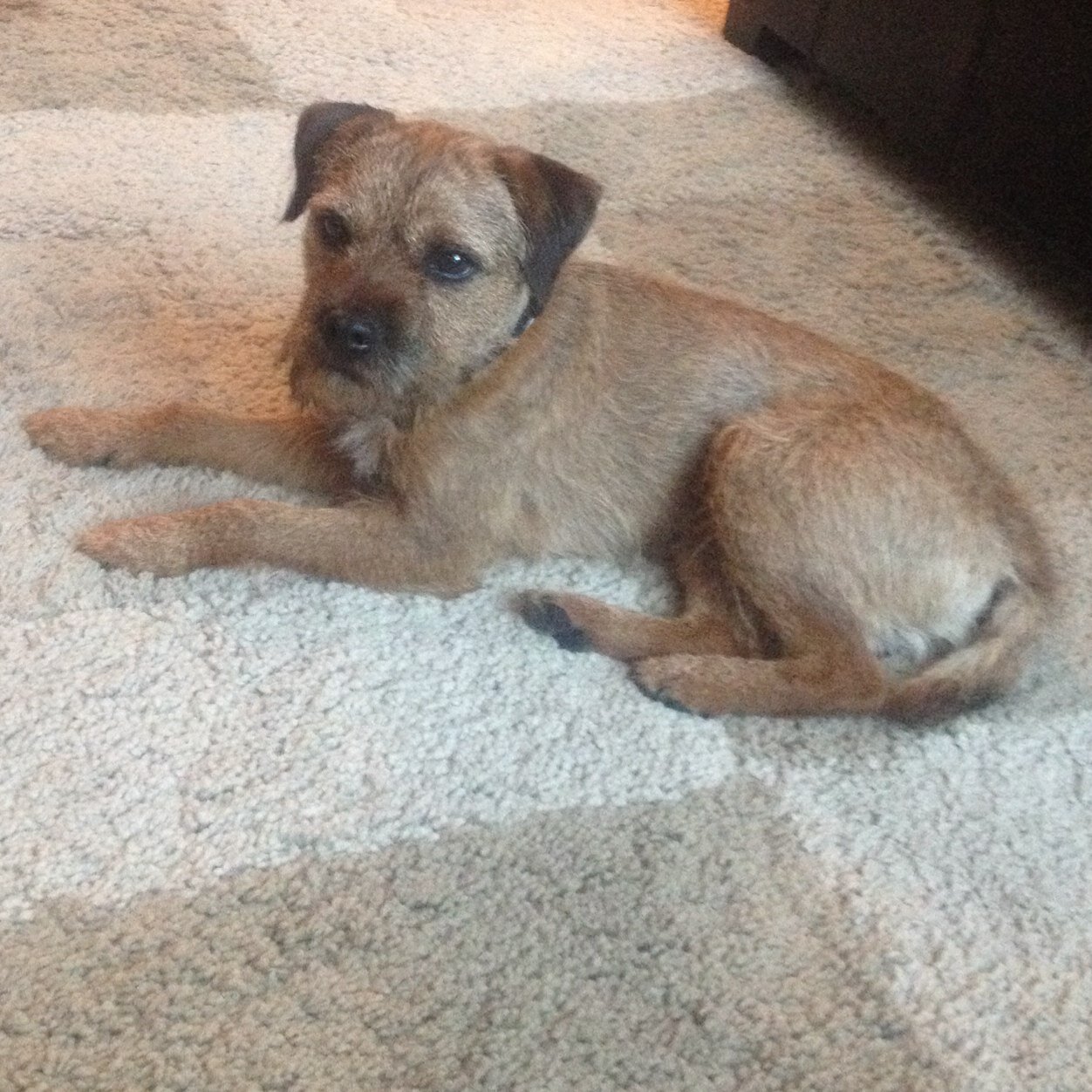 Born in Wimbledon UK now lives in Strathmore Alberta. Enjoys long walks on Coyote Trail and chasing gophers on the golf course. Best sock thief in the west.