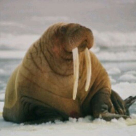 Walrusboobies Profile Picture